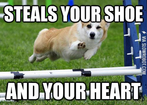 Those+dang+corgis%21