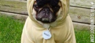 Pug+disguise.