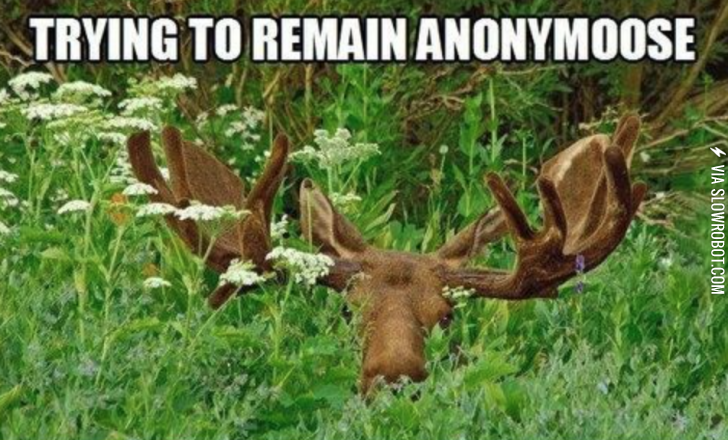 Thought+this+was+amoosing.