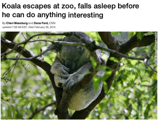 Koala+Escapes