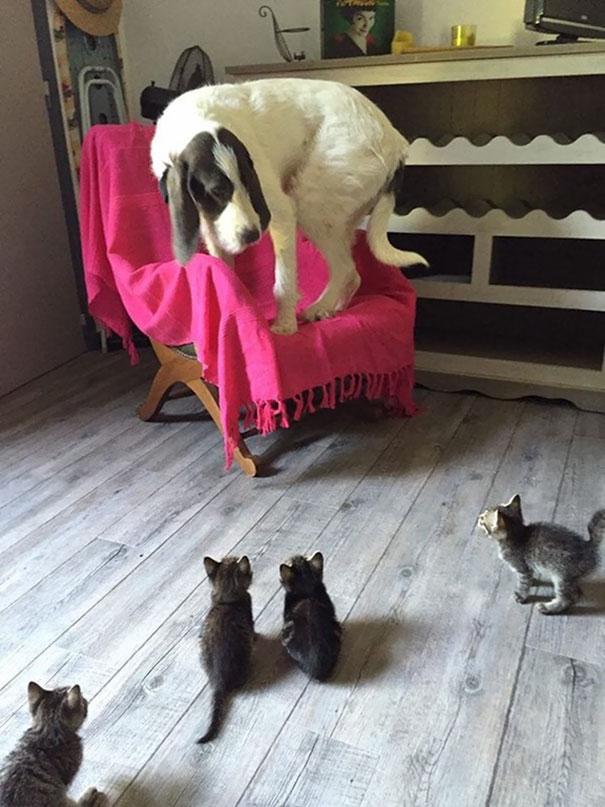 Dog+meeting+little+kittens+for+the+first+time