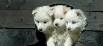 Cerberus+As+A+Puppy%2C+Guarding+The+Gates+To+Heck