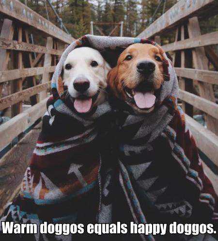 Warm+Doggos+Equals+Happy+Doggos