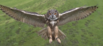 Owl+landing+in+slow+motion