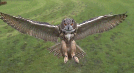Owl+landing+in+slow+motion