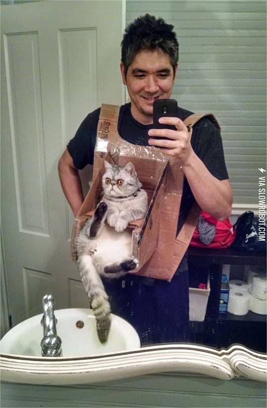 This+cat%26%238217%3Bs+face