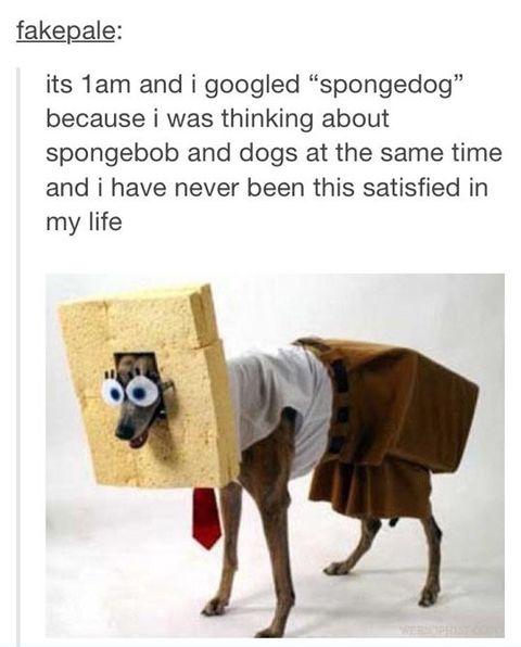 Meet+Spongedog+Everyone