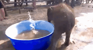 Baby+elephants+are+excellent+swimmers