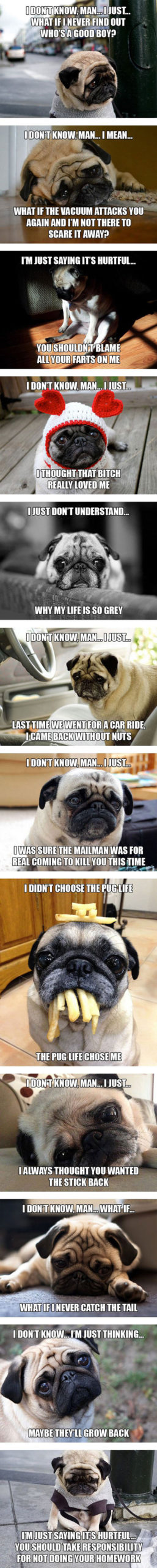 Introspective+Pugs