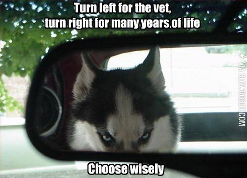 My+dog+makes+the+decisions.