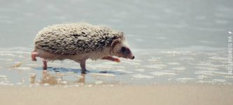 Hedgie%26%238217%3Bs+day+at+the+beach.