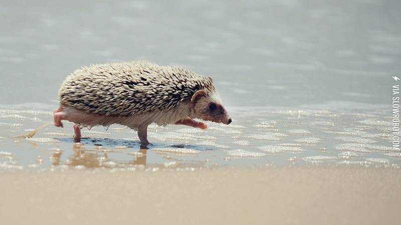 Hedgie%26%238217%3Bs+day+at+the+beach.