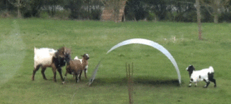 Goats+are+the+masters+of+physics.