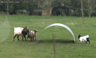Goats+are+the+masters+of+physics.