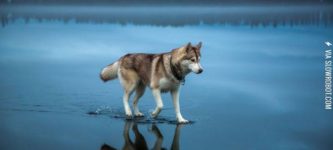 A+husky+walks+on+water+in+northern+Russia.