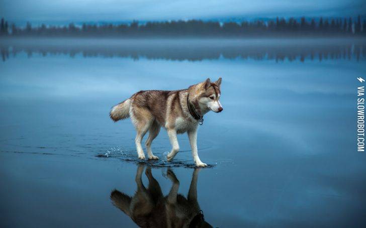 A+husky+walks+on+water+in+northern+Russia.