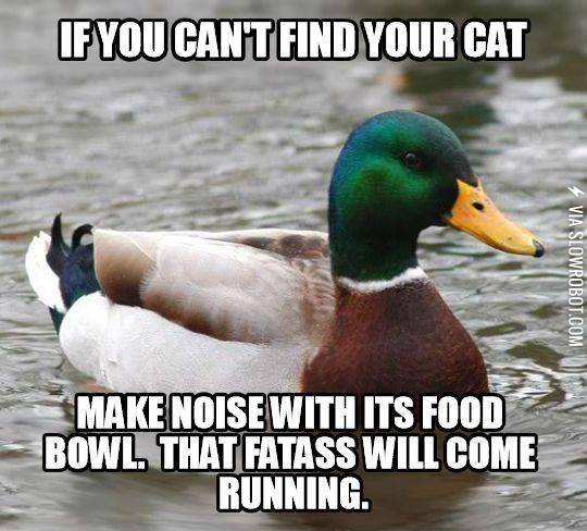 How+to+find+your+cat