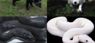 Melanism+Vs.+Albinism+In+The+Animal+Kingdom