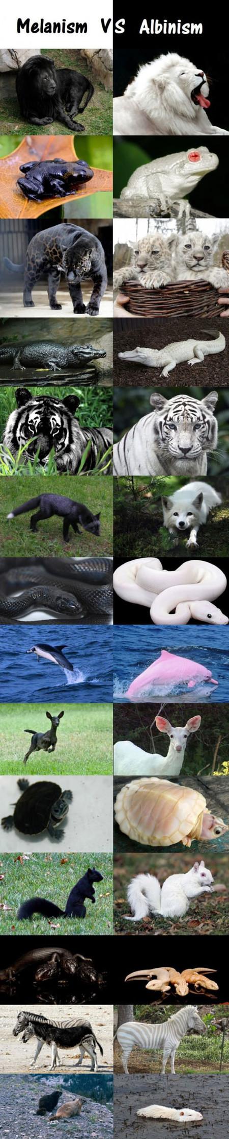 Melanism+Vs.+Albinism+In+The+Animal+Kingdom