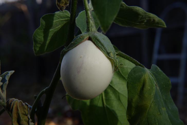 Why+they+call+it+%26quot%3Beggplant%26quot%3B