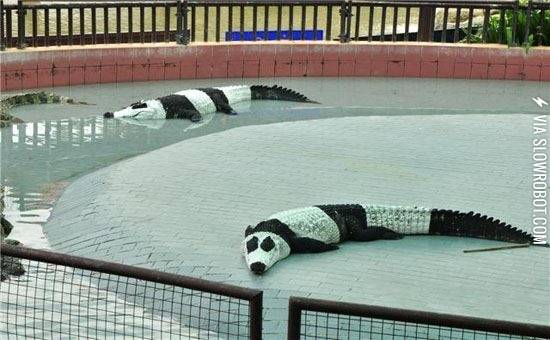 Nice+try+alligators.