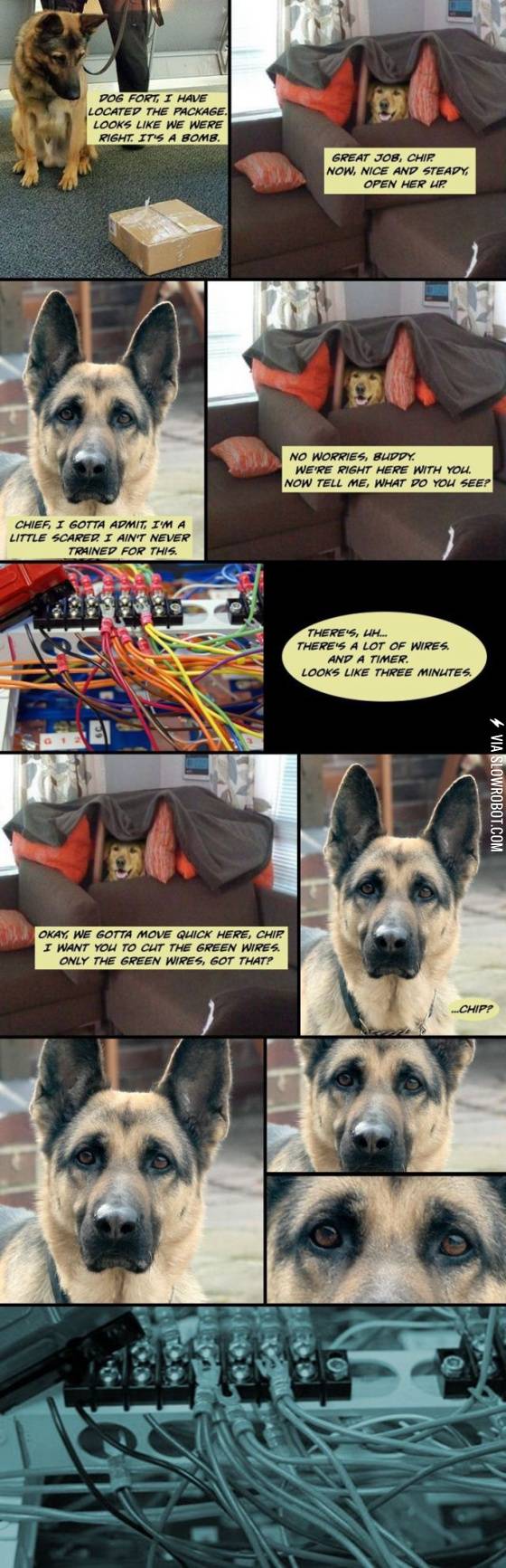 Why+dogs+aren%26%238217%3Bt+bomb+technicians.