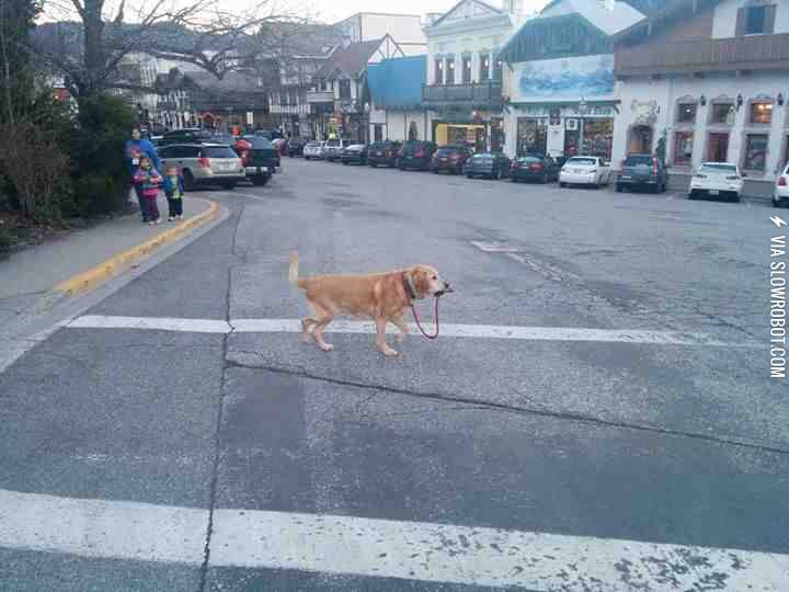 A+strong+independent+dog+who+don%26%238217%3Bt+need+no+man