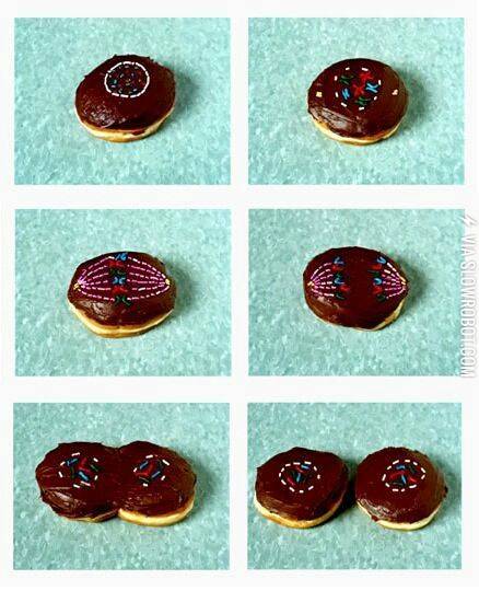 Mitosis+Explained+Through+Donuts