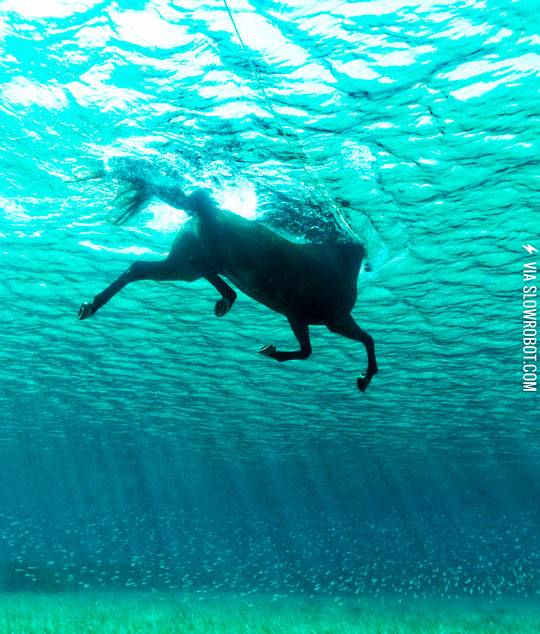 A+Beautiful+Seahorse