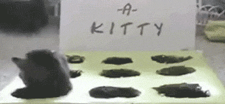 funny-gif-kittens-game-heads