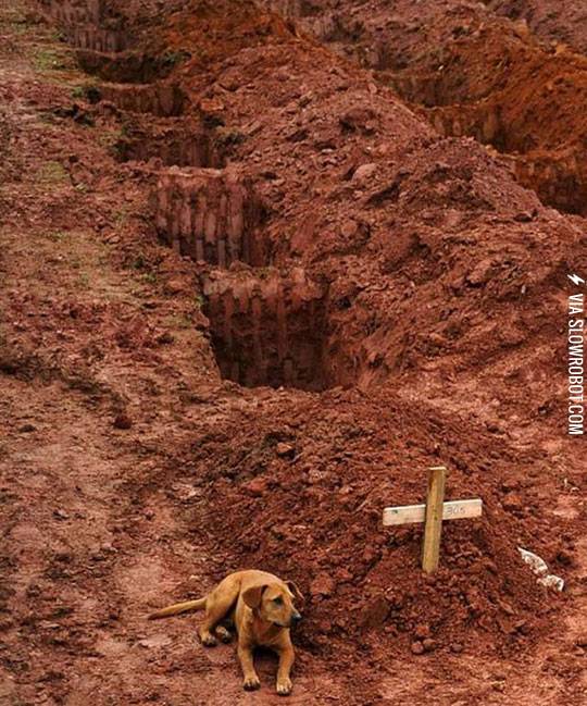 Guess+Where+Is+His+Owner