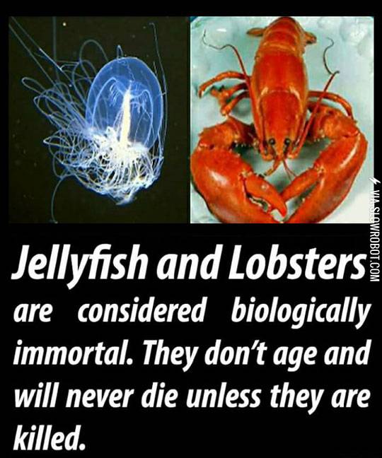 I+Wanna+Be+A+Lobster