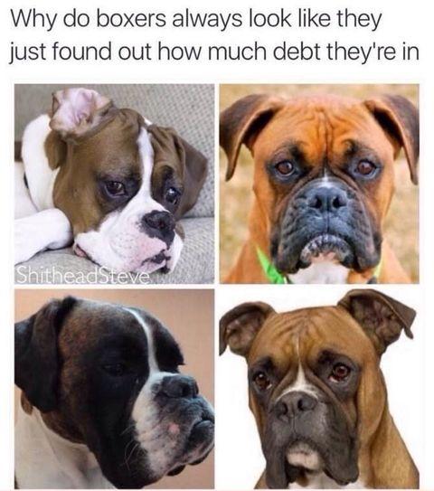 Boxers+in+debt