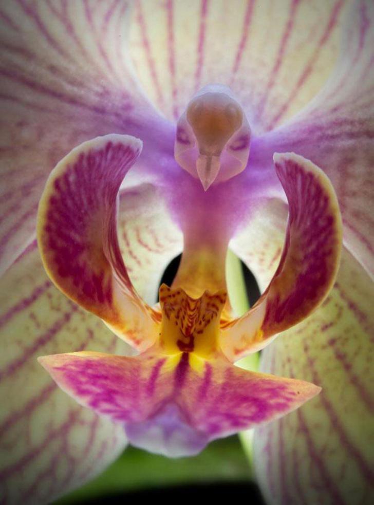 Orchid+looks+like+a+legendary+pokemon