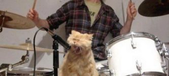 cat+singing+on+drums+set