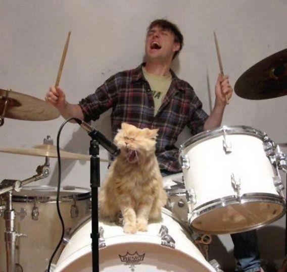 cat+singing+on+drums+set