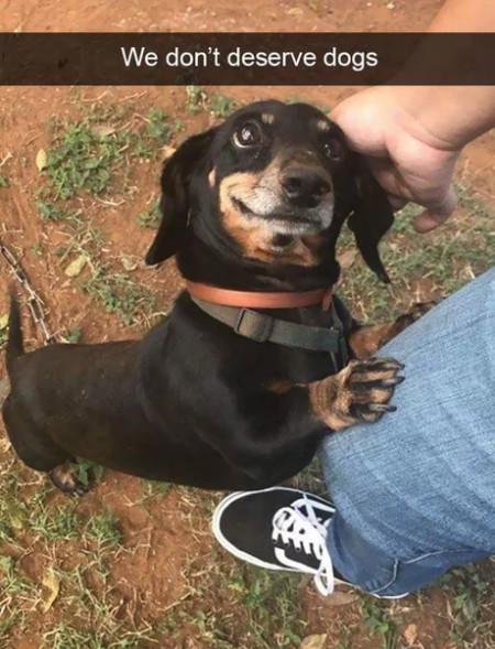 We+Don%26%238217%3Bt+Deserve+Dogs