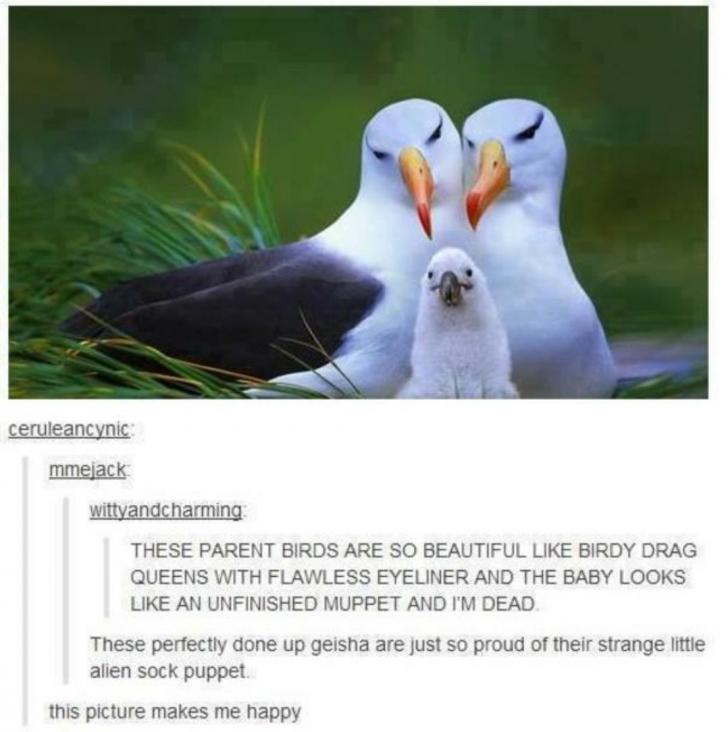 Beaks+on+point
