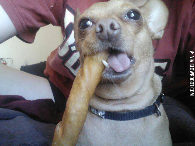 I%26%238217%3Bd+like+a+bone%2C+good+sir%21+With+an+extra+side+of+Derp.