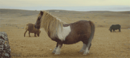 The+moonwalking+pony.