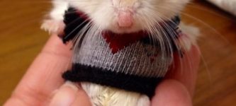 Hamster+in+a+sweater