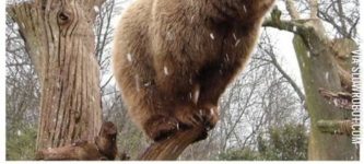 Bear+balancing+on+a+branch