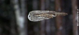 Owl+in+flight