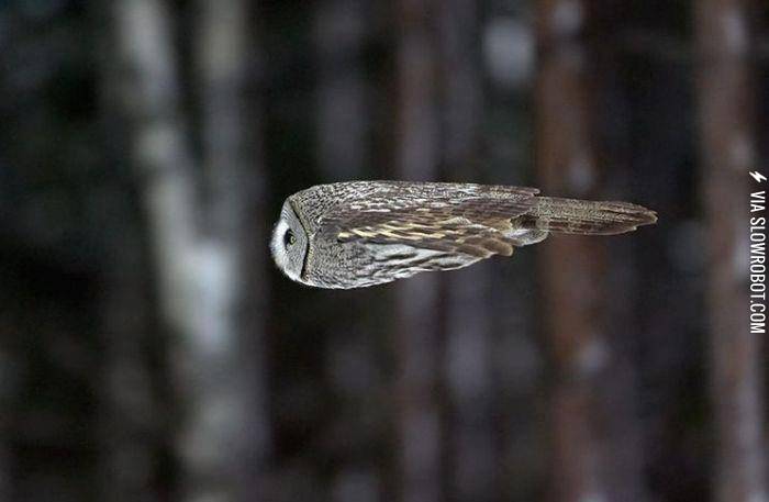 Owl+in+flight