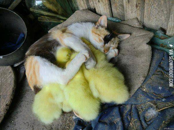 She+is+Very+Protective+of+Her+Ducklings