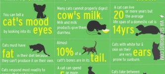 Strange+facts+about+cats.