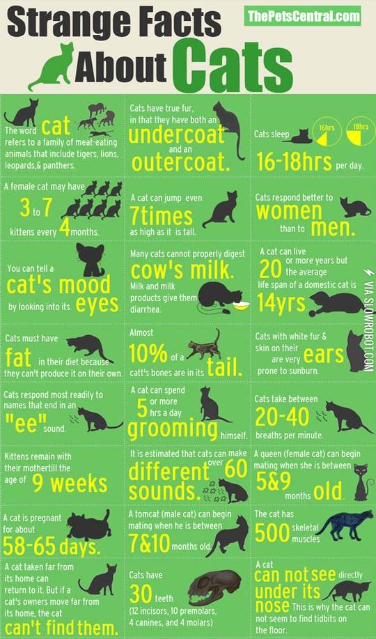Strange+facts+about+cats.