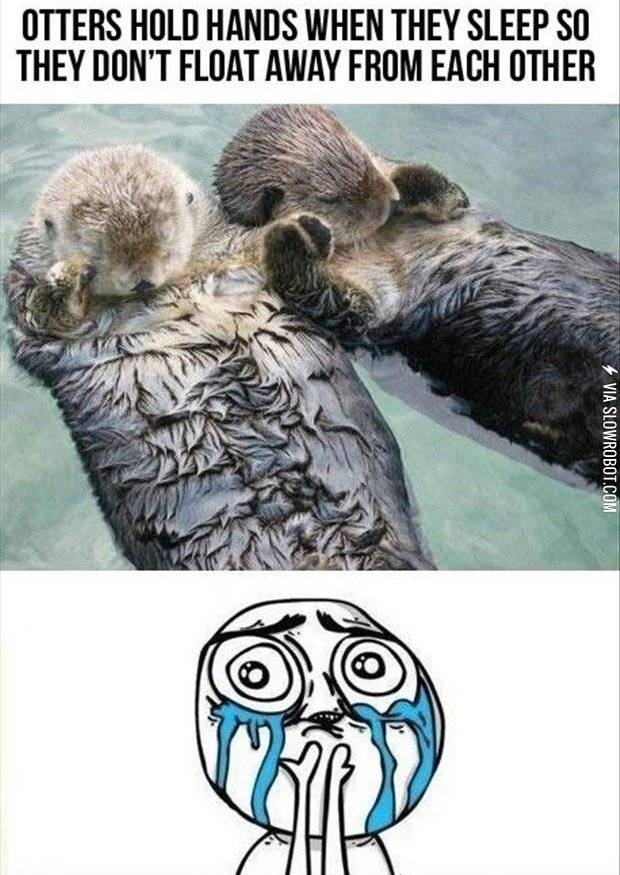 Otters+hold+hands+while+they+sleep.