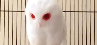 Albino+Owl%26%238217%3Bs+are+creepy+AF