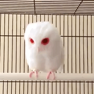 Albino+Owl%26%238217%3Bs+are+creepy+AF